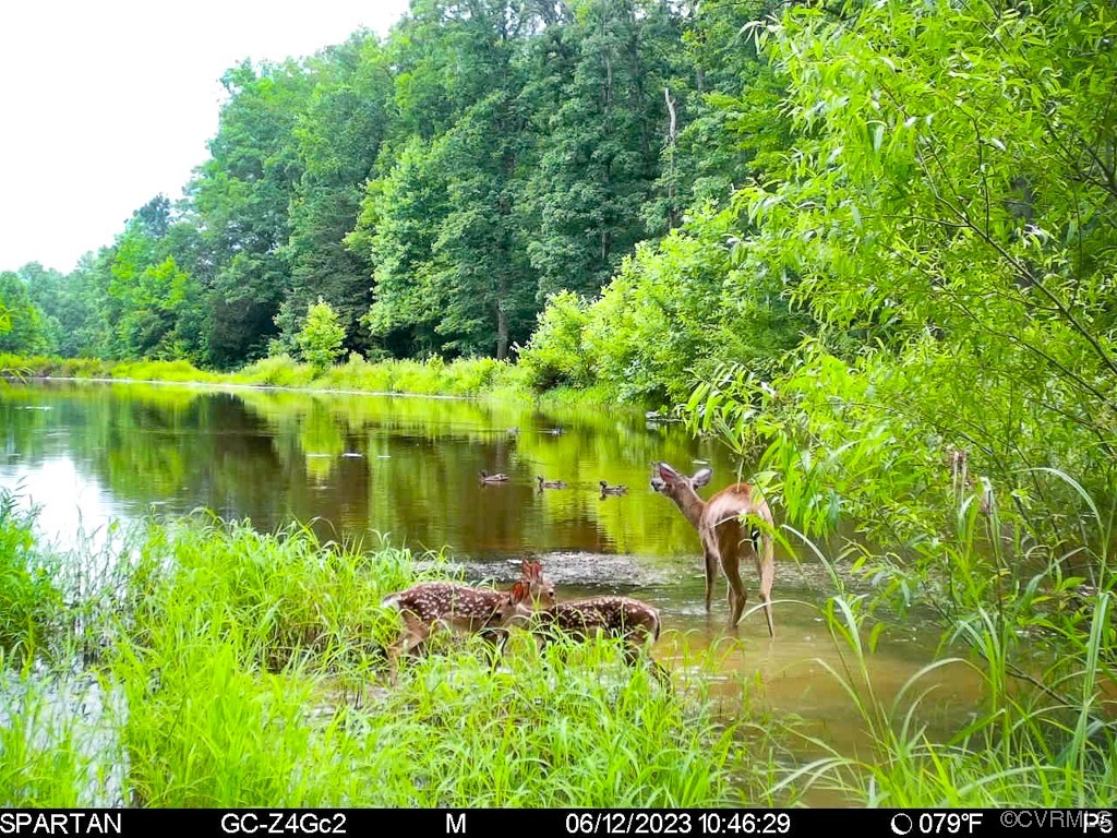 15163 Rice Road Beaverdam, VA 23015 - Photo 36 of 50 a view of lake view