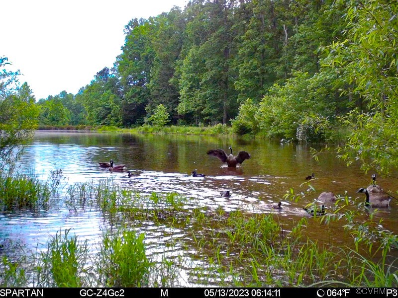 15163 Rice Road Beaverdam, VA 23015 - Photo 37 of 50 a view of a lake from a yard