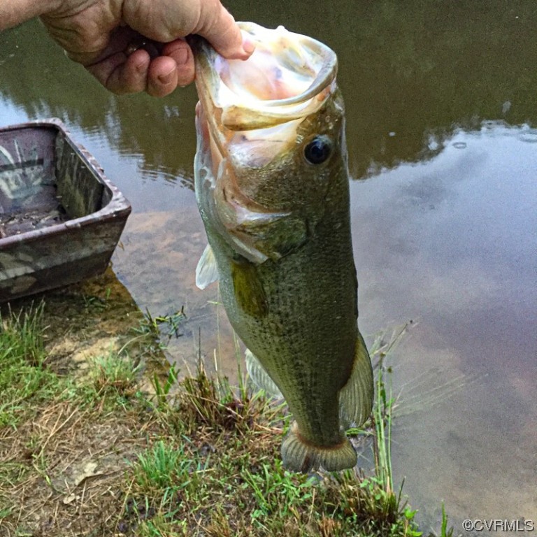 15163 Rice Road Beaverdam, VA 23015 - Photo 40 of 50 a view of a bird bath