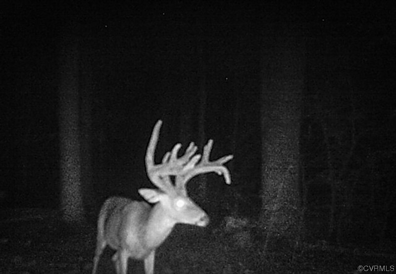 15163 Rice Road Beaverdam, VA 23015 - Photo 42 of 50 a close view of statue in bunch