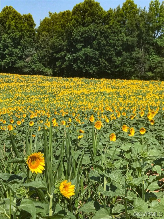 15163 Rice Road Beaverdam, VA 23015 - Photo 43 of 50 view of a yard with plants and large trees
