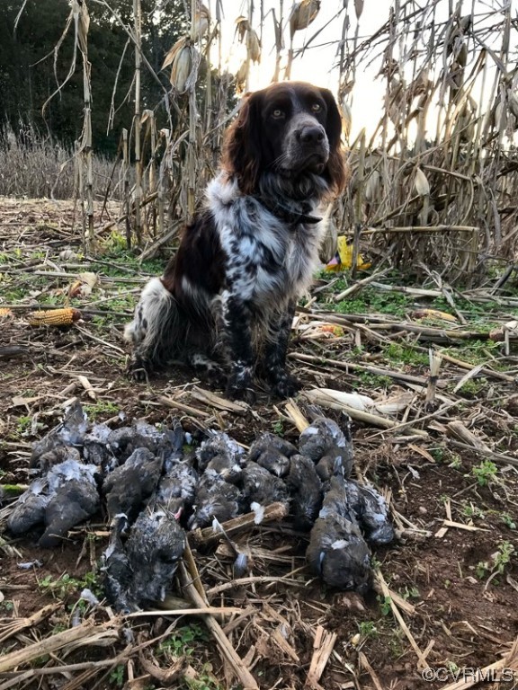 15163 Rice Road Beaverdam, VA 23015 - Photo 44 of 50 a backyard of a house with a yard and outdoor seating