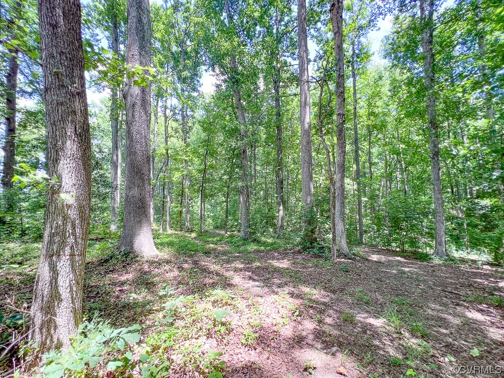 15163 Rice Road Beaverdam, VA 23015 - Photo 47 of 50 a view of a forest with trees