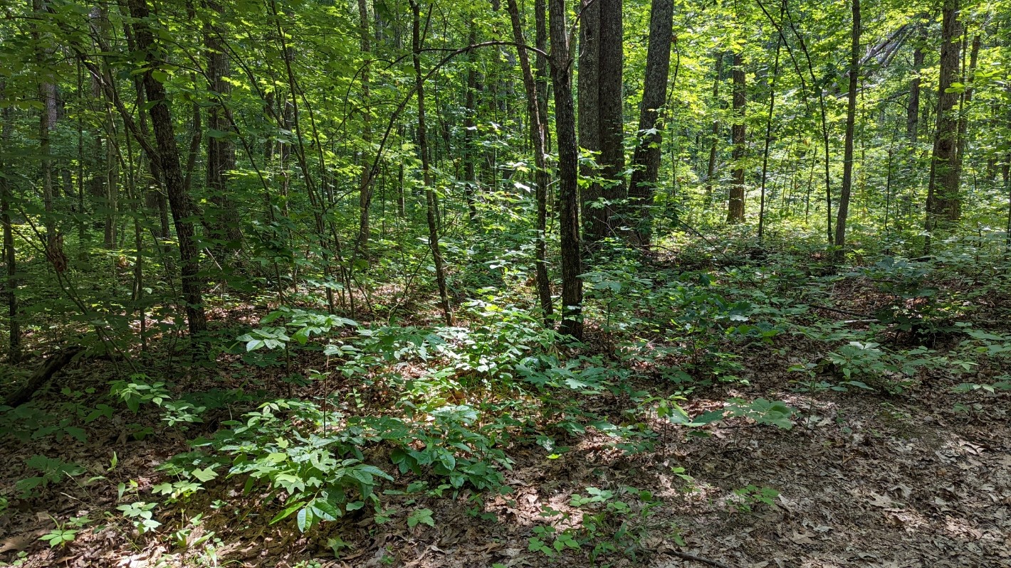 446 Pigeon Spur Road Tracy City, TN 37387 - Photo 3 of 4 Gallery Image 3