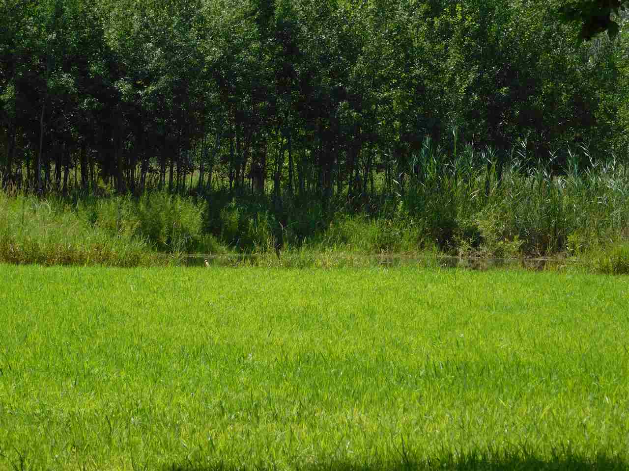4904 Turner Road Turner, MI 48765 - Photo 12 of 15 1850724-11.JPG