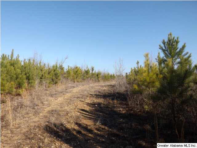 286 County Road, Unit 85 Collinsville, AL 35961 - Photo 10 of 23