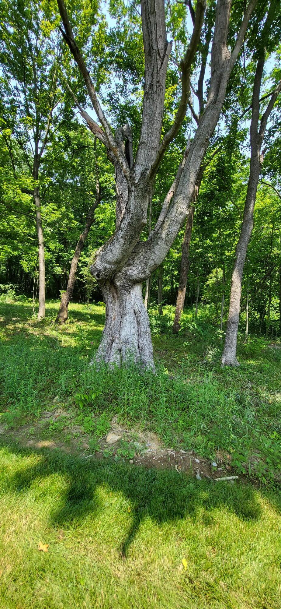 4097 Buttermilk Road Lexington, KY 40509 - Photo 10 of 50 20230604_135651