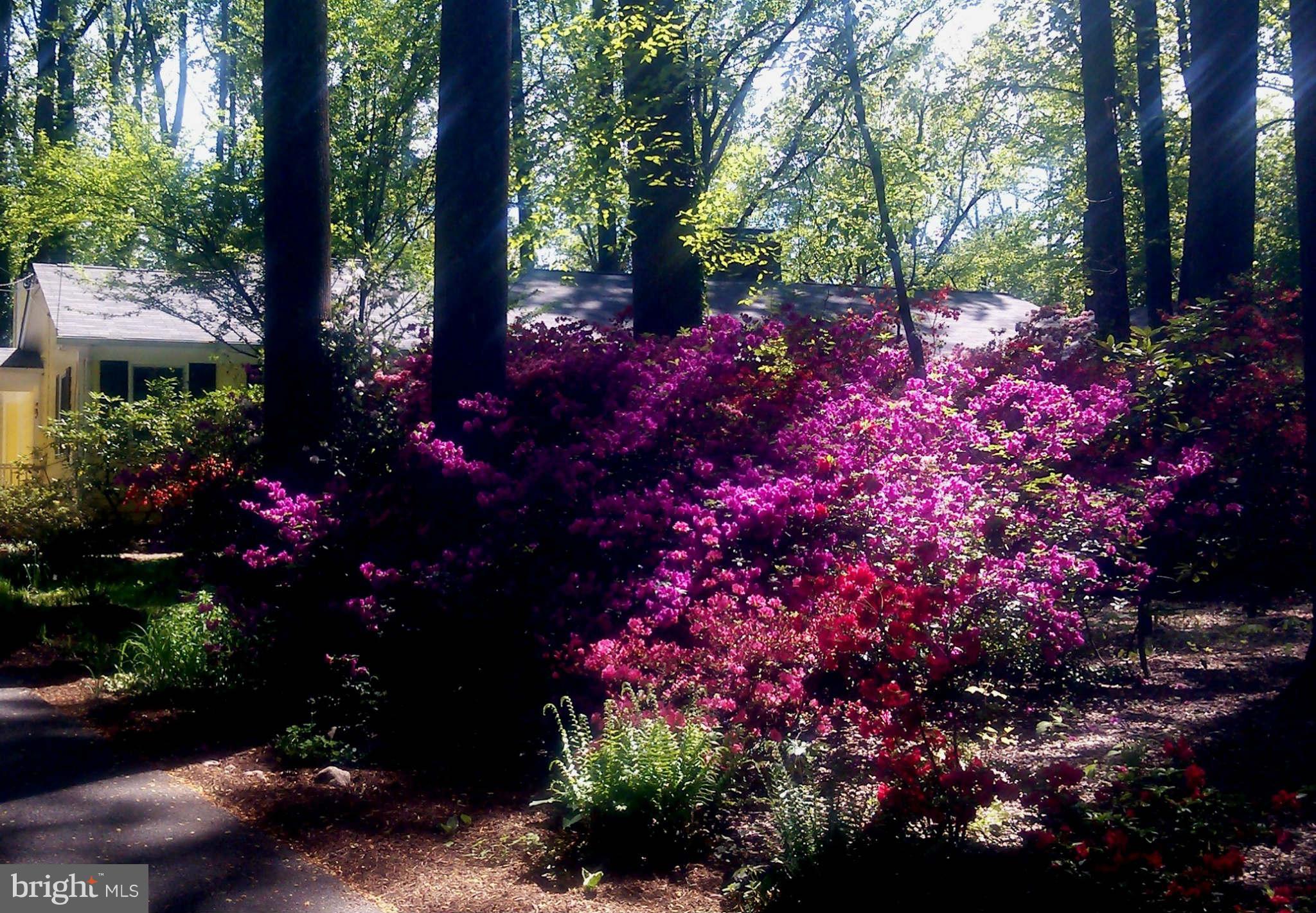 507 Epping Forest Road Annapolis, MD 21401 - Photo 2 of 30 Azaleas in full bloom in early spring!