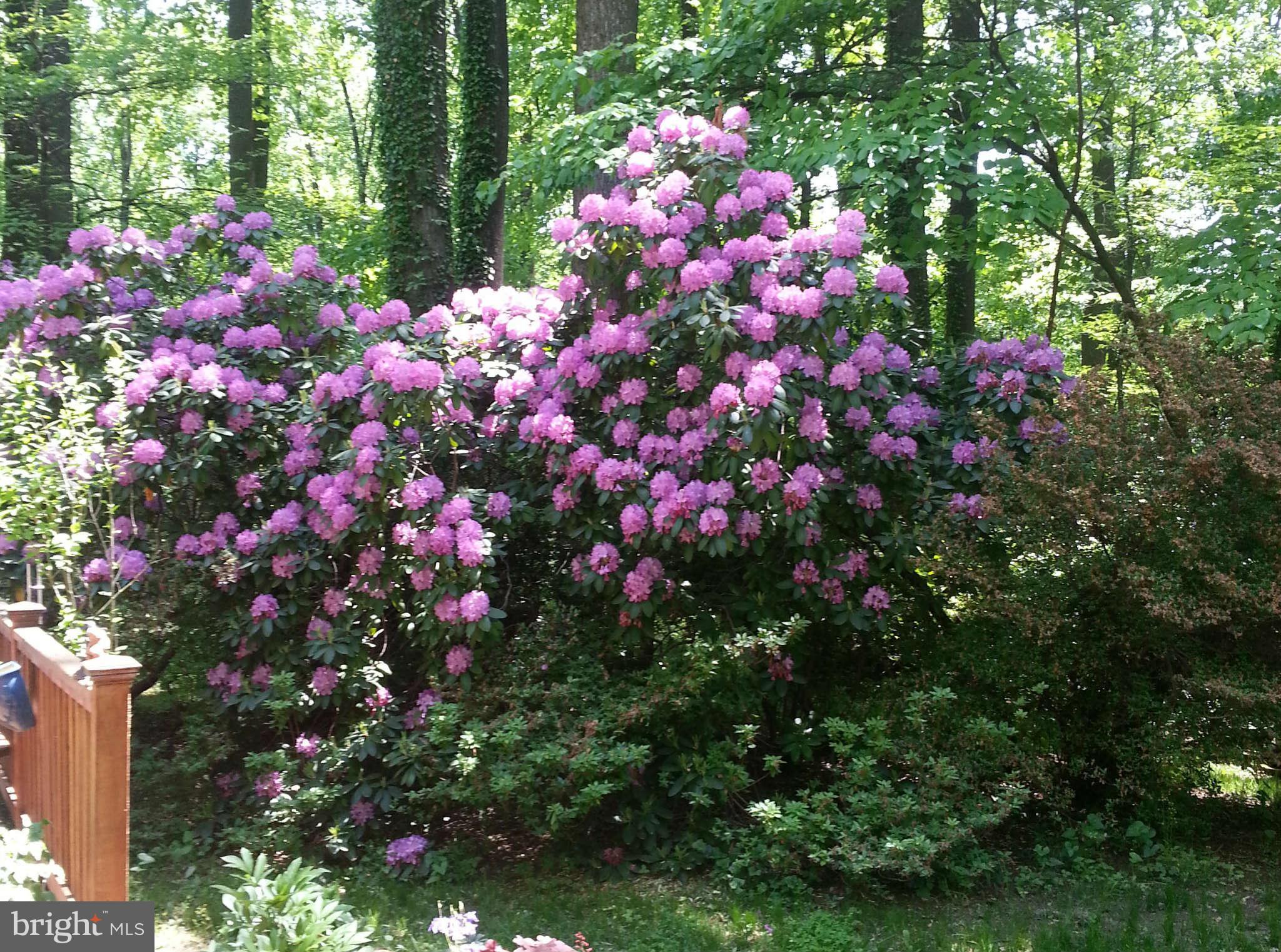 507 Epping Forest Road Annapolis, MD 21401 - Photo 24 of 30 Beautiful gardens surround the home