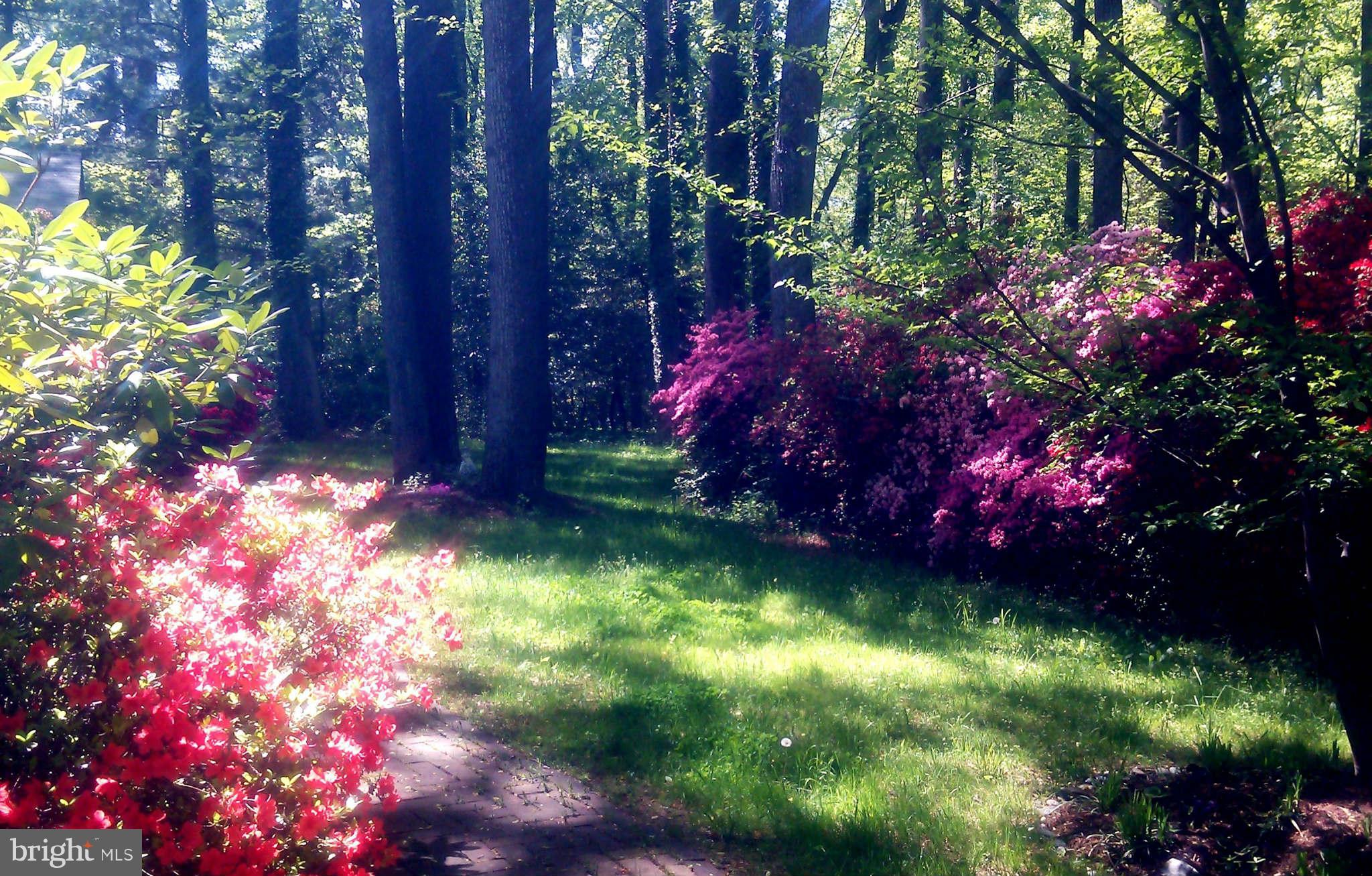507 Epping Forest Road Annapolis, MD 21401 - Photo 25 of 30 Azaleas abound in early spring!