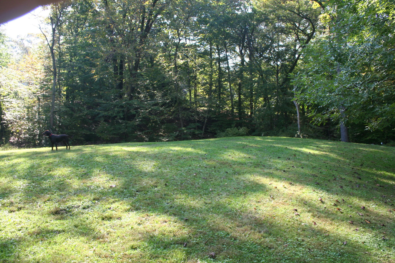71 Silver Ridge Road New Canaan, CT 06840 - Photo 26 of 29 a view of a yard with a trees