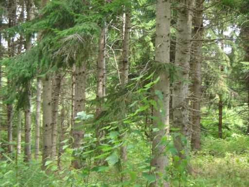 0 Grivois Road Grand Isle, ME 04746 - Photo 3 of 7 Land/Lot.