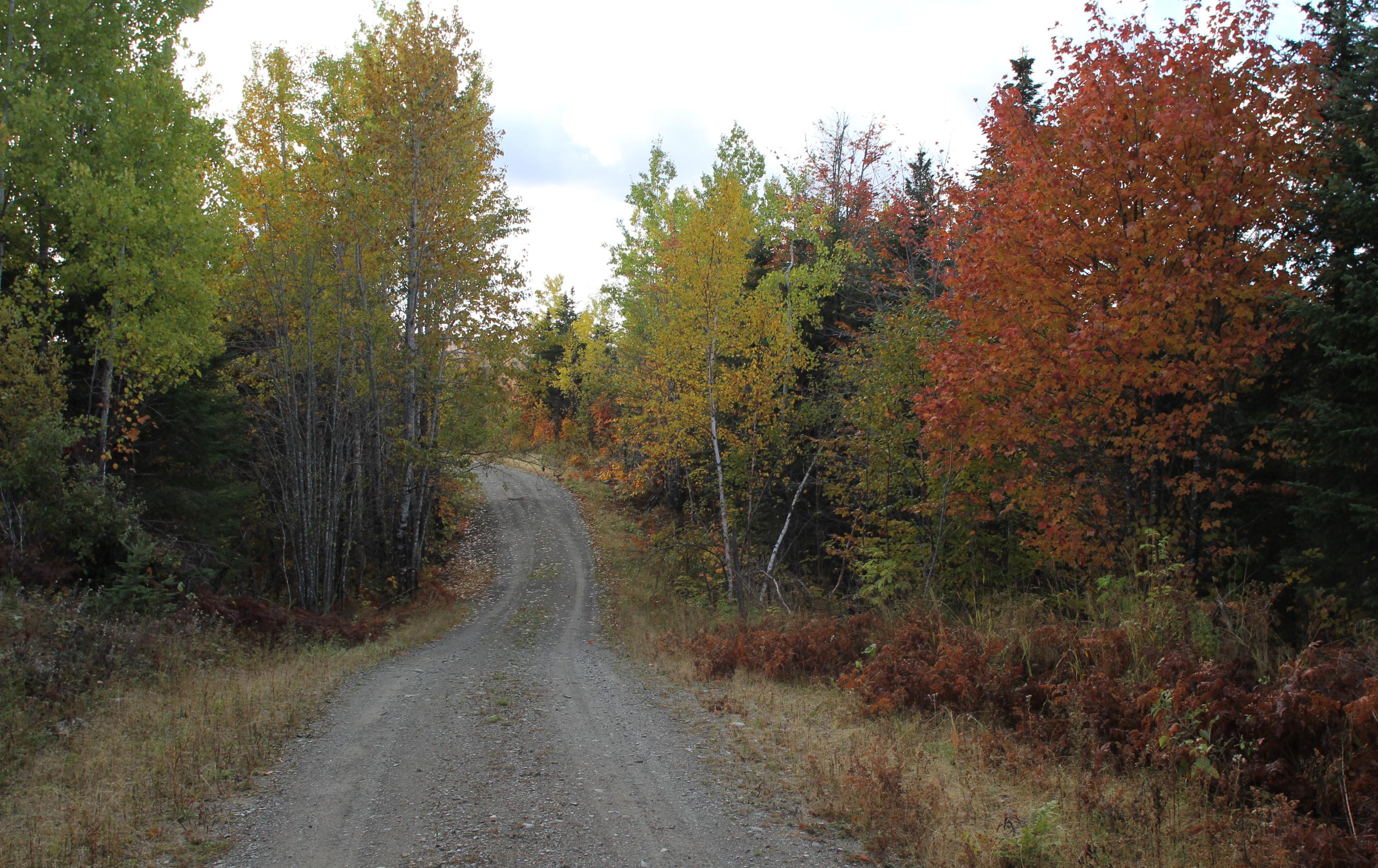 0 Off Route 27 Road Eustis, ME 04936 - Photo 3 of 10 IMG_6561