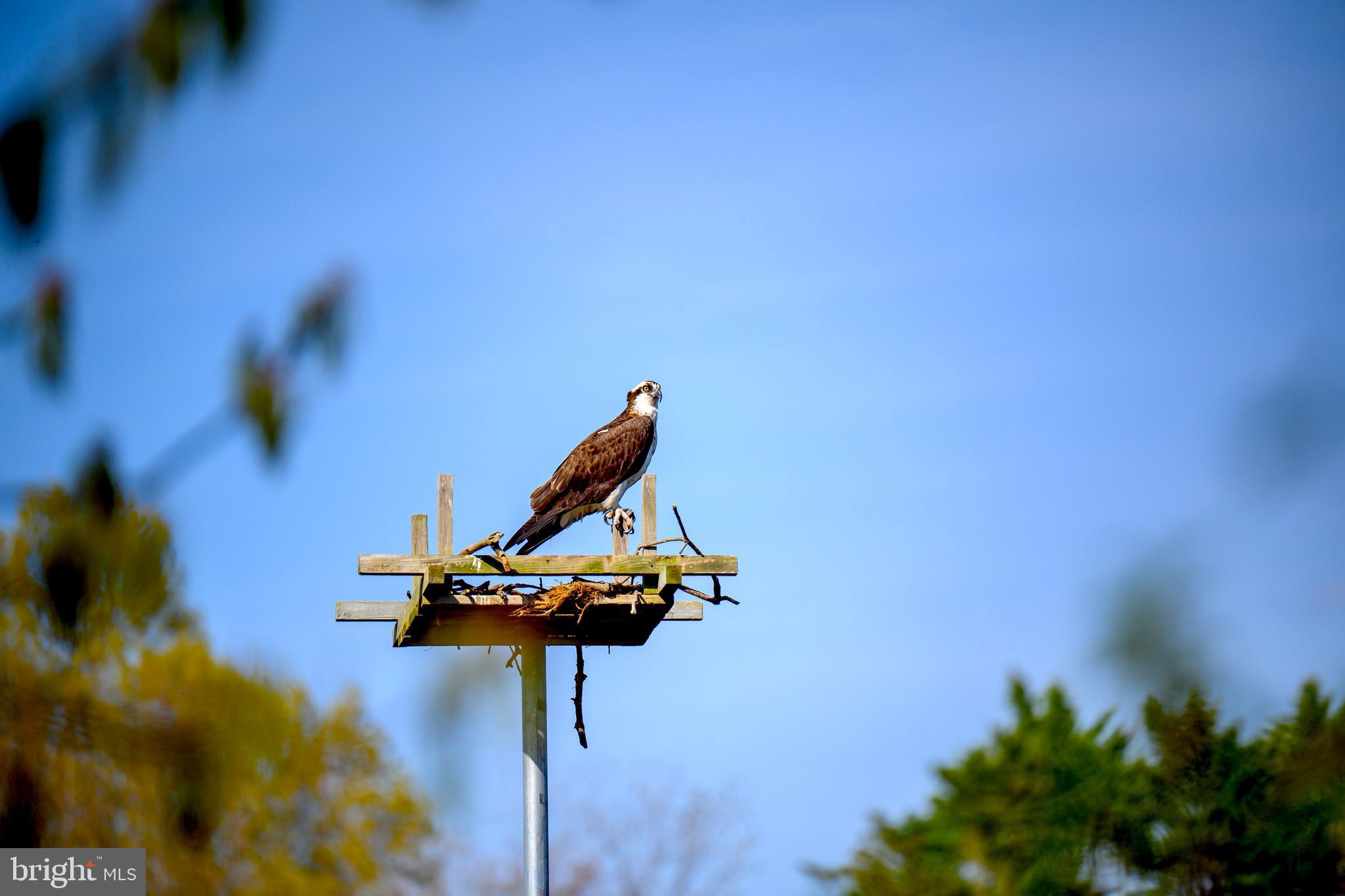 26090 Royal Oak Road Easton, MD 21601 - Photo 66 of 74 Osprey nest at end of dock