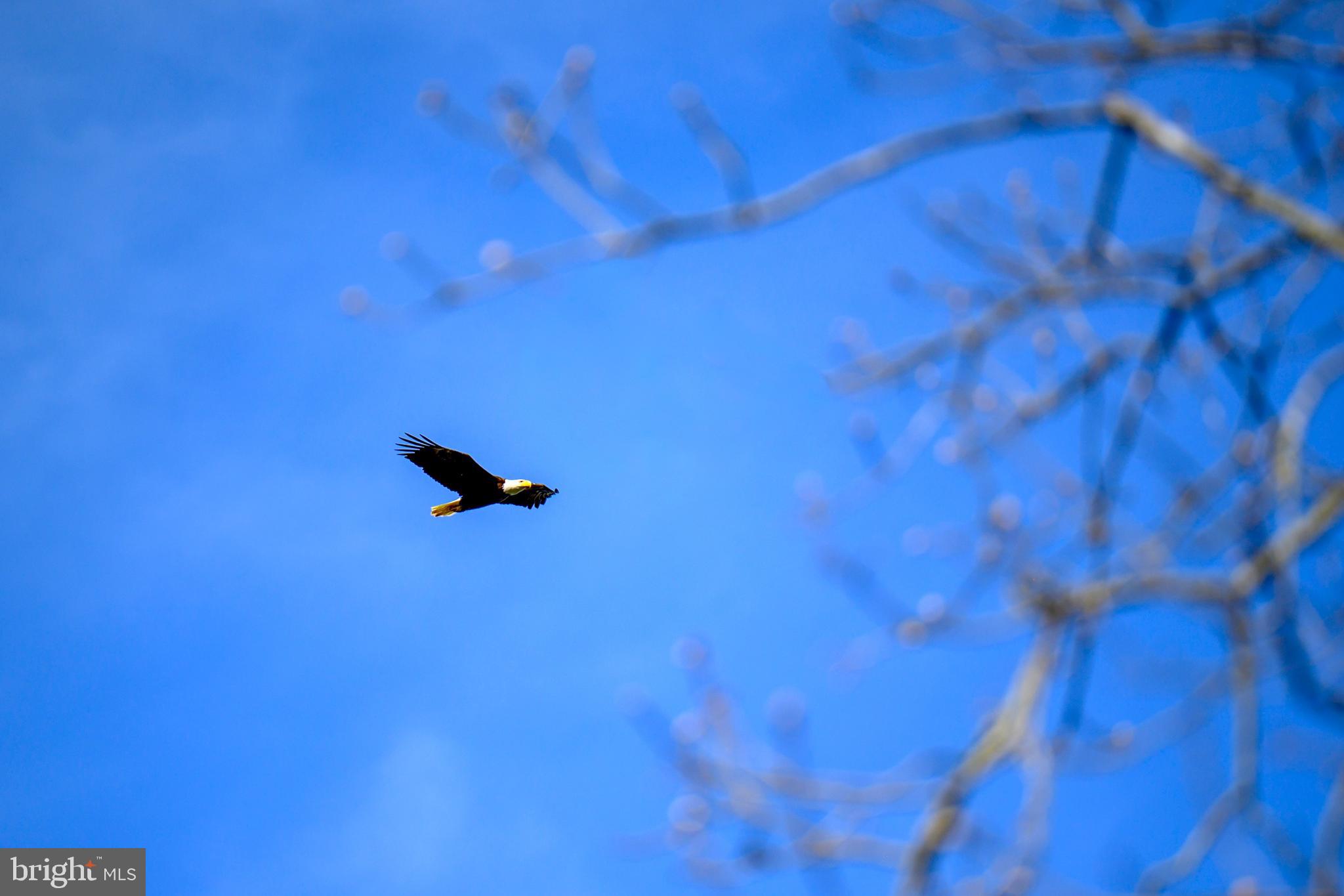 26090 Royal Oak Road Easton, MD 21601 - Photo 67 of 74 Nature abounds!