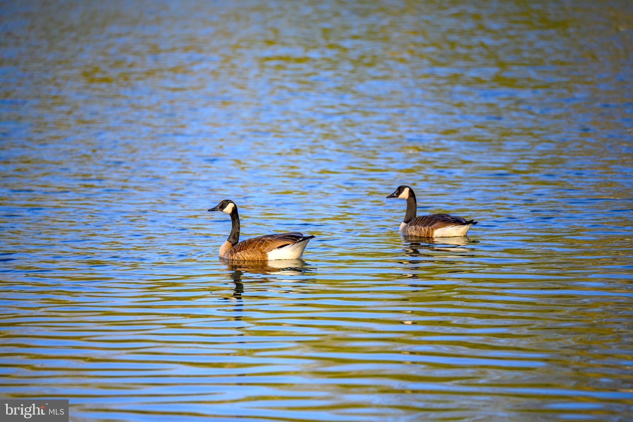26090 Royal Oak Road Easton, MD 21601 - Photo 68 of 74