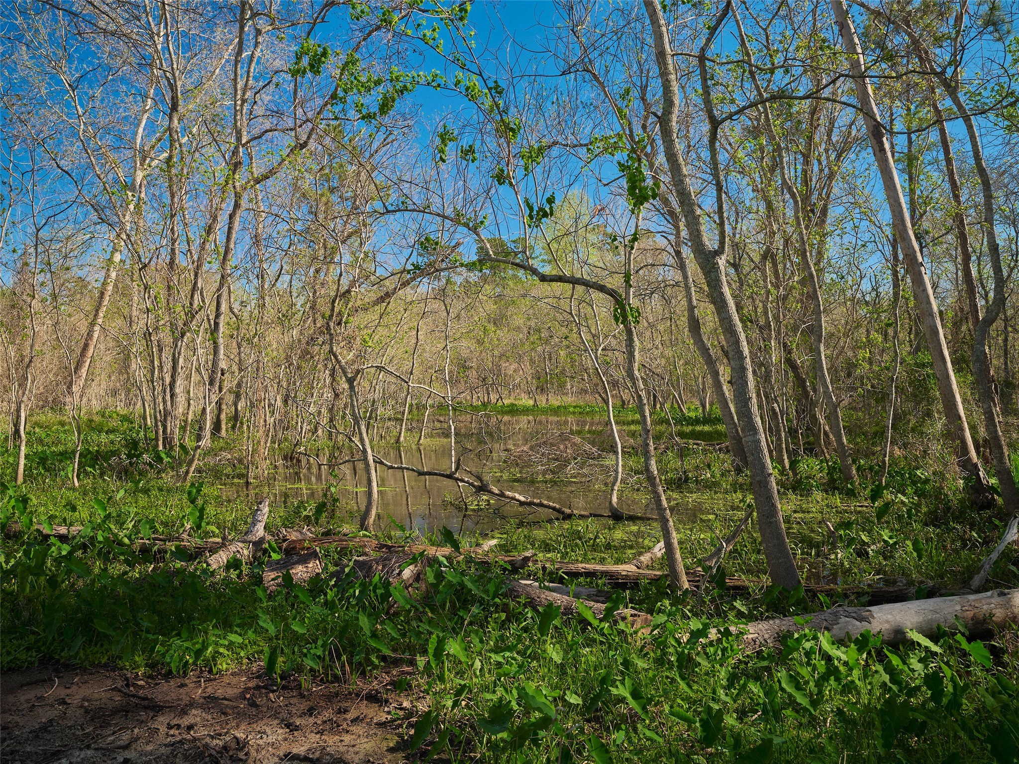 16302 Old Coach Road Stagecoach, TX 77355 - Photo 50 of 50