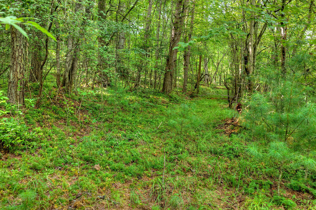 4.70-ac Chestnut Gap Lane Blue Ridge, GA 30513 - Photo 19 of 28 Gallery Image 19