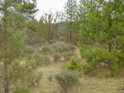 9644 Takilma Road Cave Junction, OR 97523 - Photo 4 of 5 Additional Photo