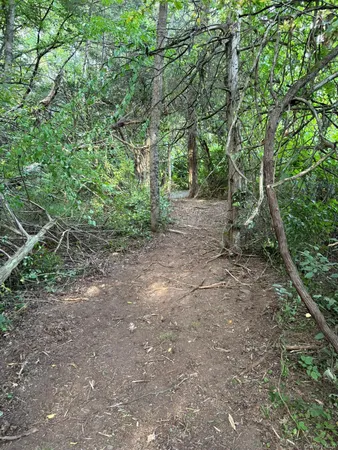 a view of a forest with trees in the background