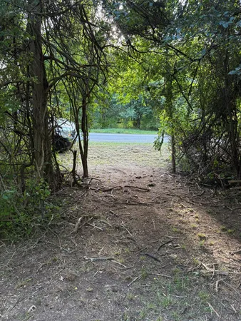 a view of a forest with trees