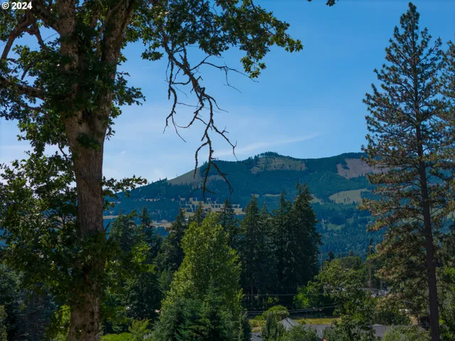 a view of a tree in a field with a tree in the background