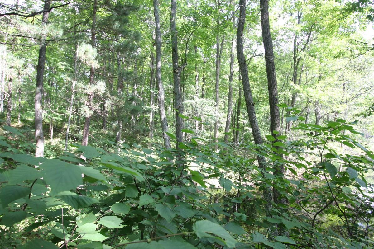 2-3 Bucktail Lane Rhinelander, WI 54501 - Photo 8 of 9 Gallery Image 8