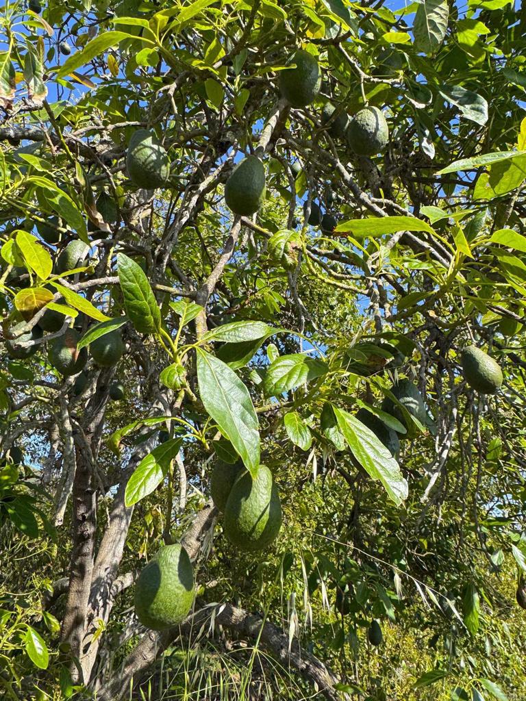 710 Buena Creek Road San Marcos, CA 92069 - Photo 61 of 68