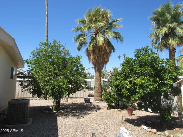 a view of a palm tree next to a yard