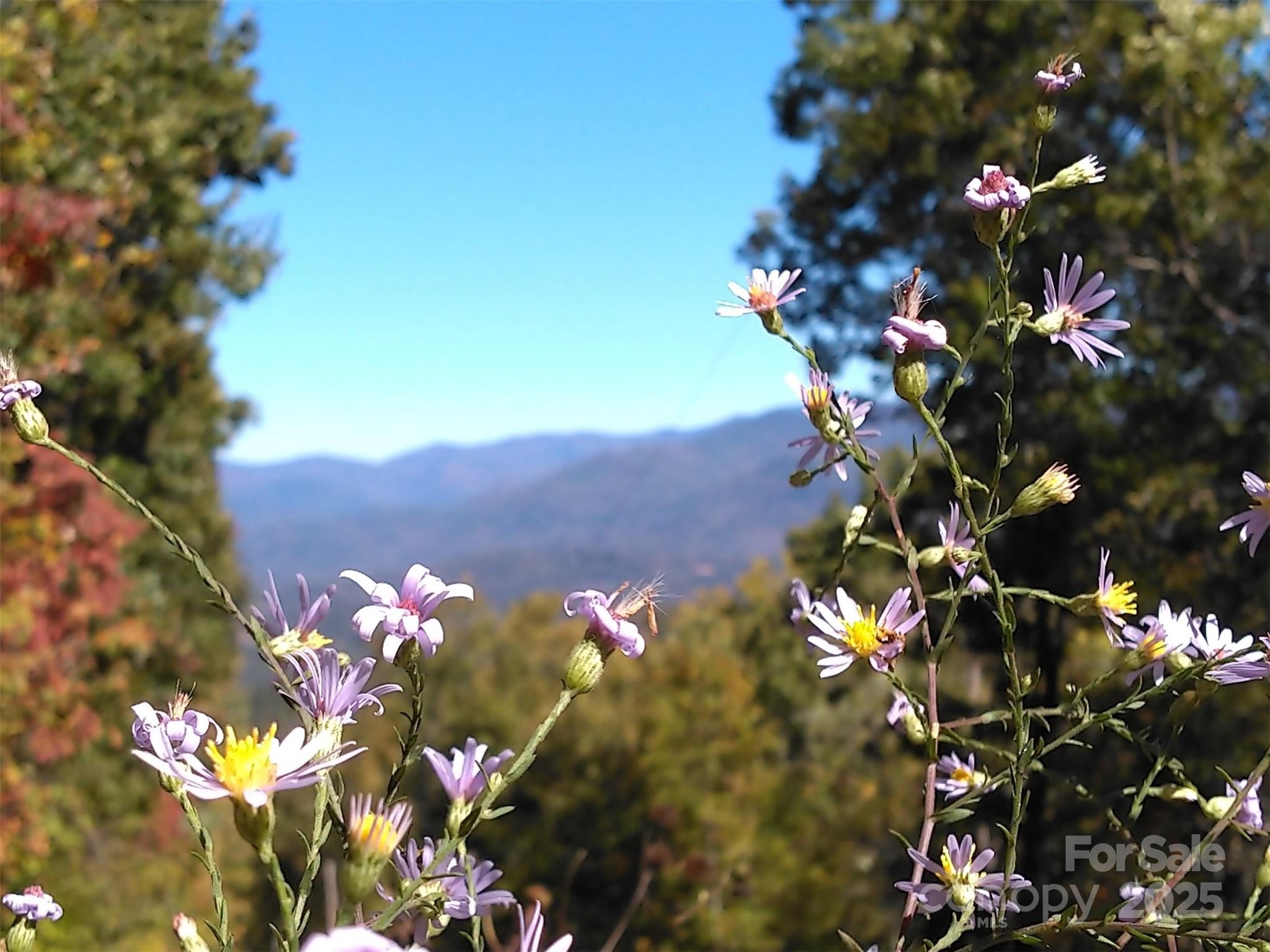 0 Mack Luke Road, Unit 7 Whittier, NC 28789 - Photo 12 of 25 a picture of tree