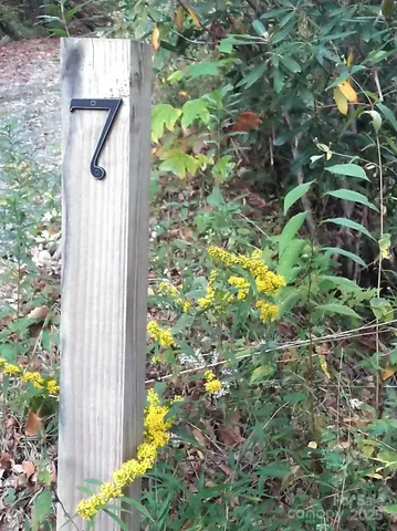 a close up of a plant in a garden