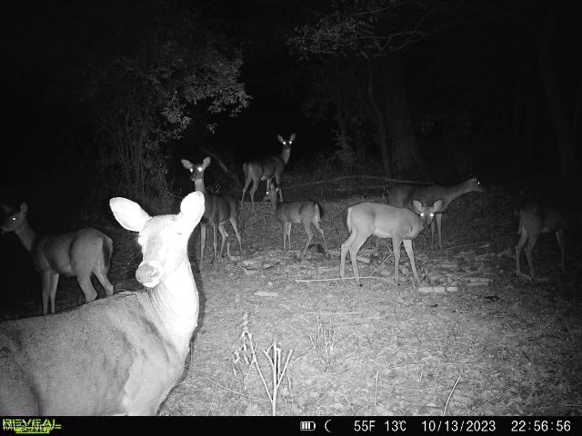 0 Couch Road Jewett, OH 43986 - Photo 29 of 34 Gallery Image 29