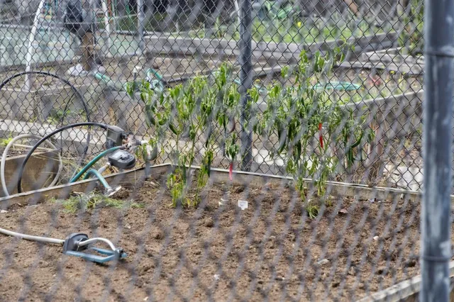 a view of outdoor space and yard