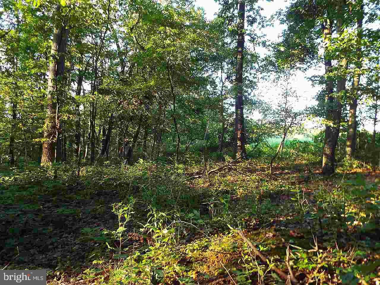 Lot 1 Mitchell Road Newport, PA 17074 - Photo 6 of 7 Gallery Image 6