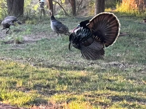 $385,000 | 9 West Brookhollow, Ransom Canyon, TX 79366