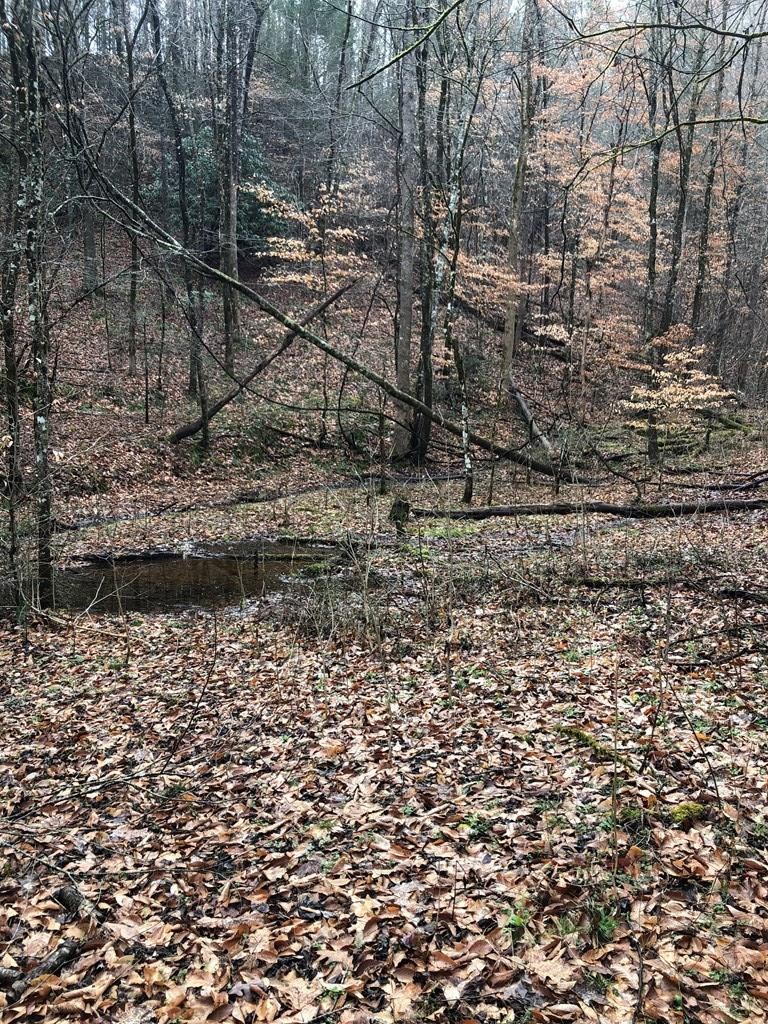 0 Flat Rock Way Del Rio, TN 37727 - Photo 9 of 18 a view of a yard