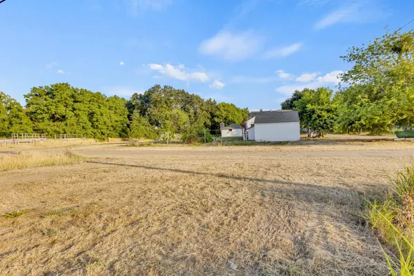 a view of a big yard with plants and a large tree