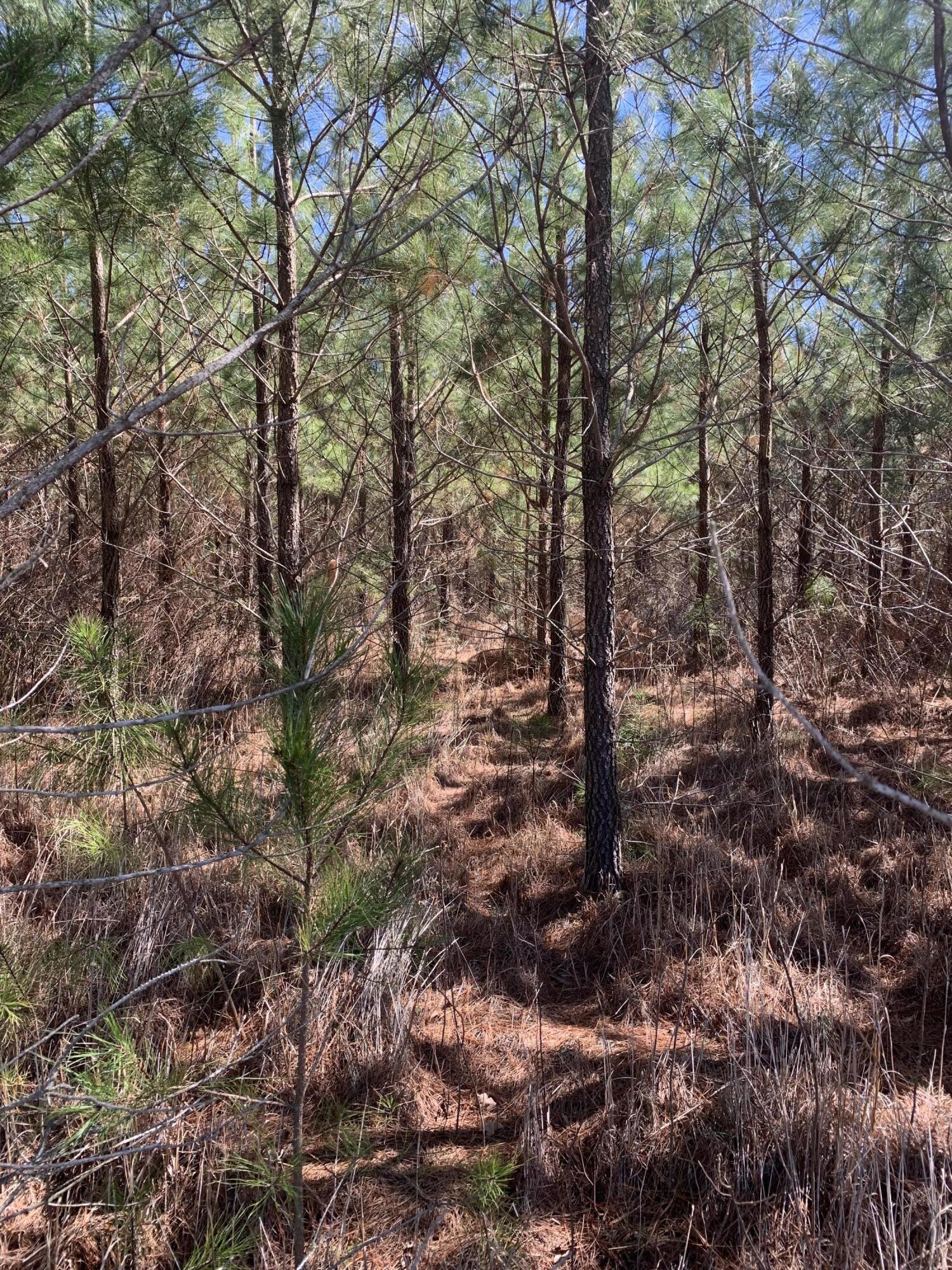 36 Moton Moore Road McCormick, SC 29835 - Photo 4 of 8 lot 2 f