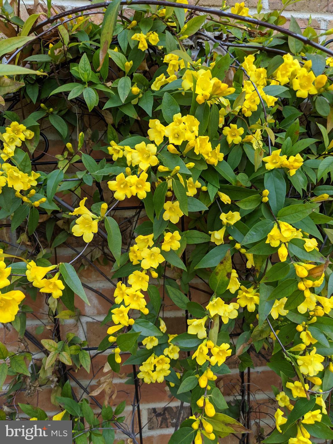 14316 Spriggs Road Woodbridge, VA 22193 - Photo 75 of 85 Close up - Blooms in the Courtyard
