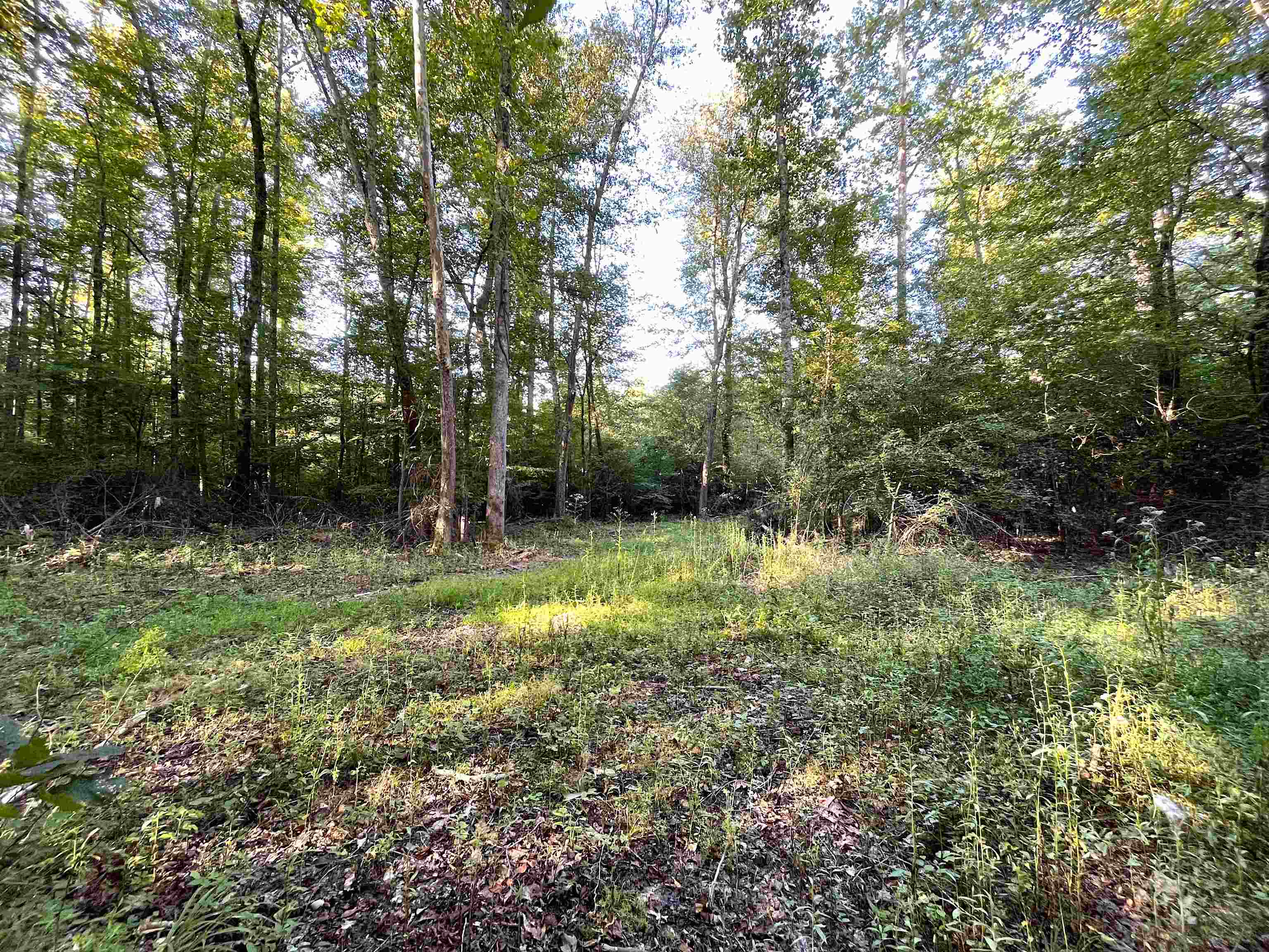 1900 Piney Grove Road Henderson, TN 38340 - Photo 2 of 9