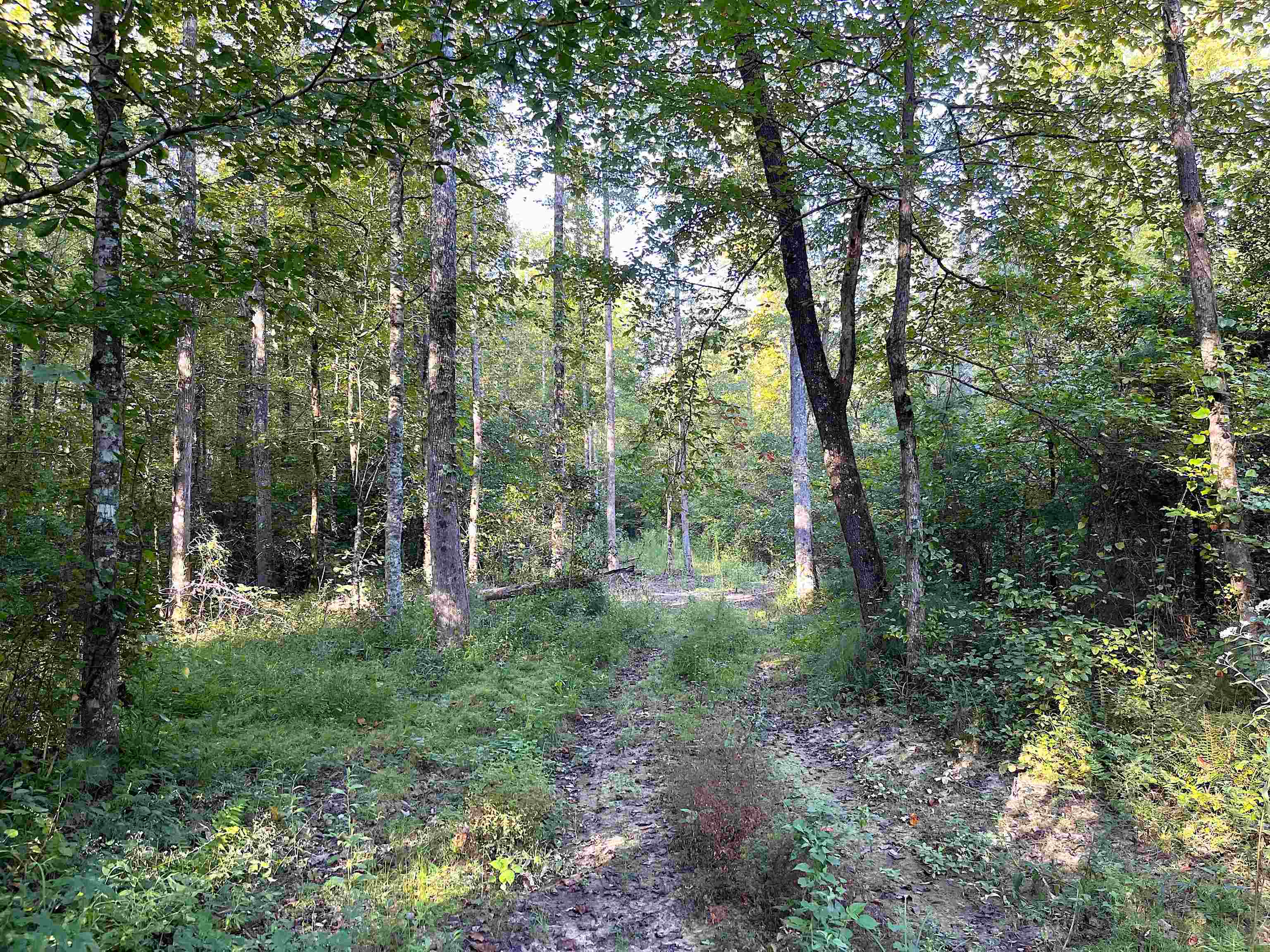 1900 Piney Grove Road Henderson, TN 38340 - Photo 4 of 9