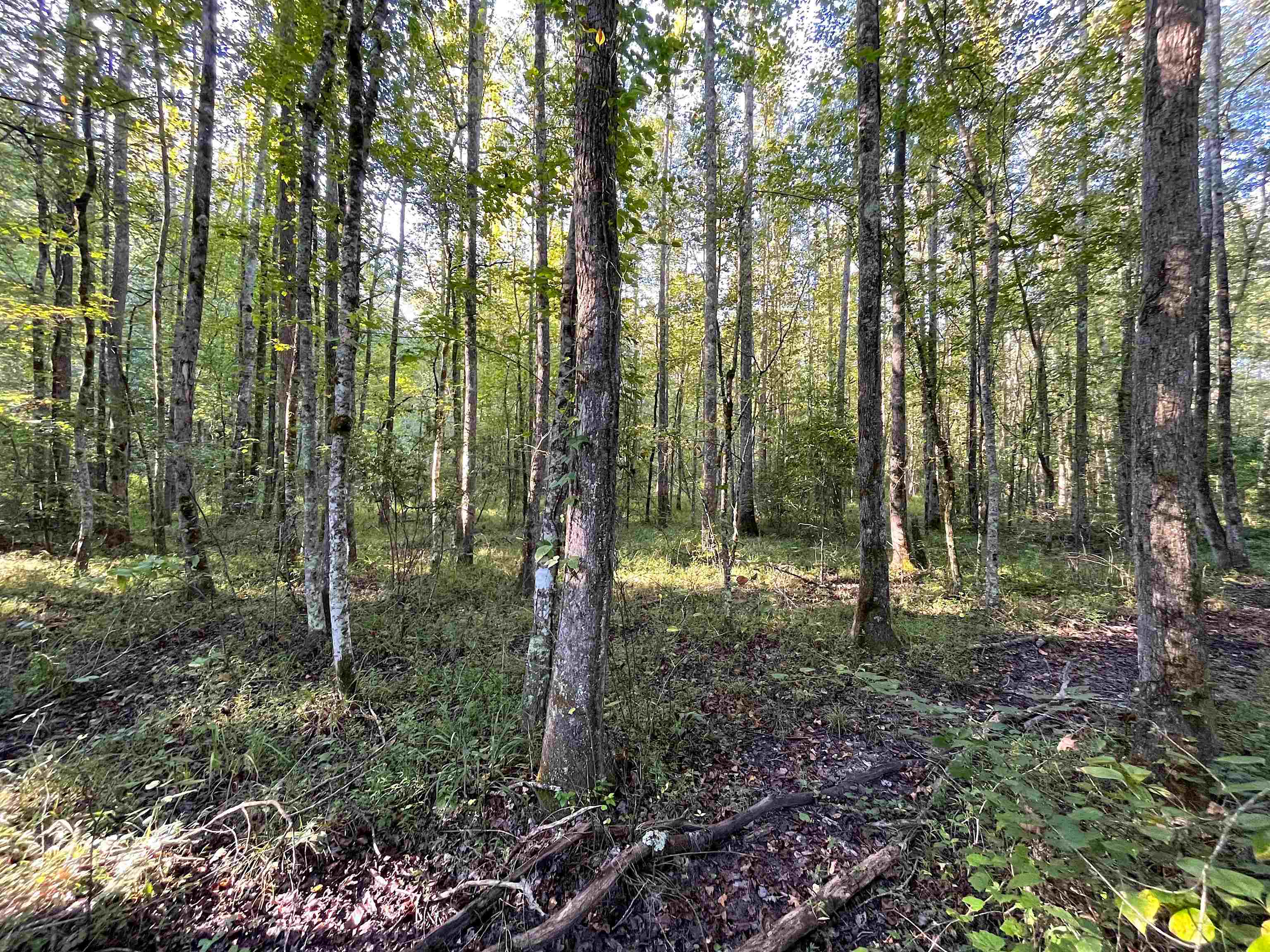 1900 Piney Grove Road Henderson, TN 38340 - Photo 5 of 9
