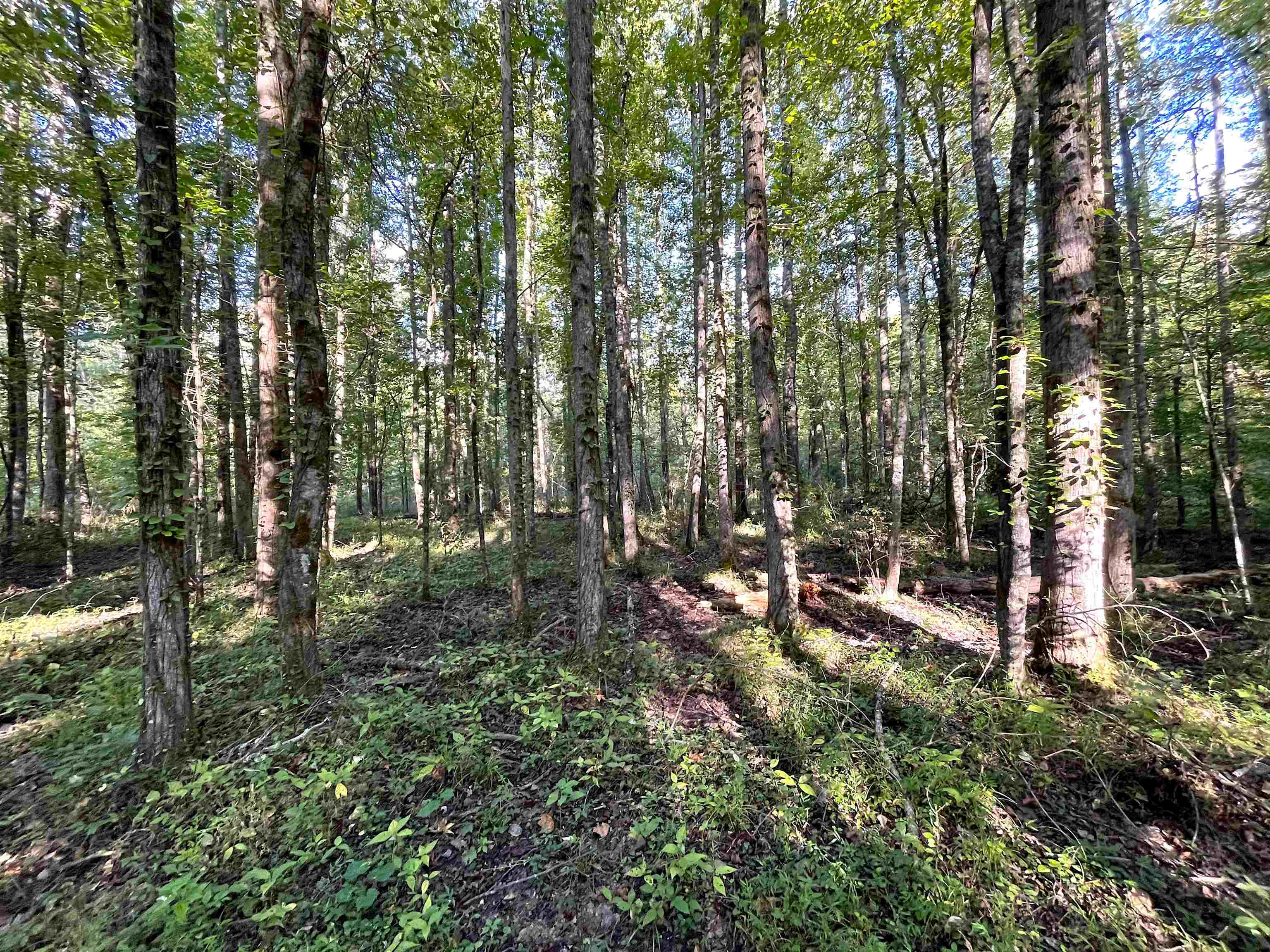1900 Piney Grove Road Henderson, TN 38340 - Photo 8 of 9
