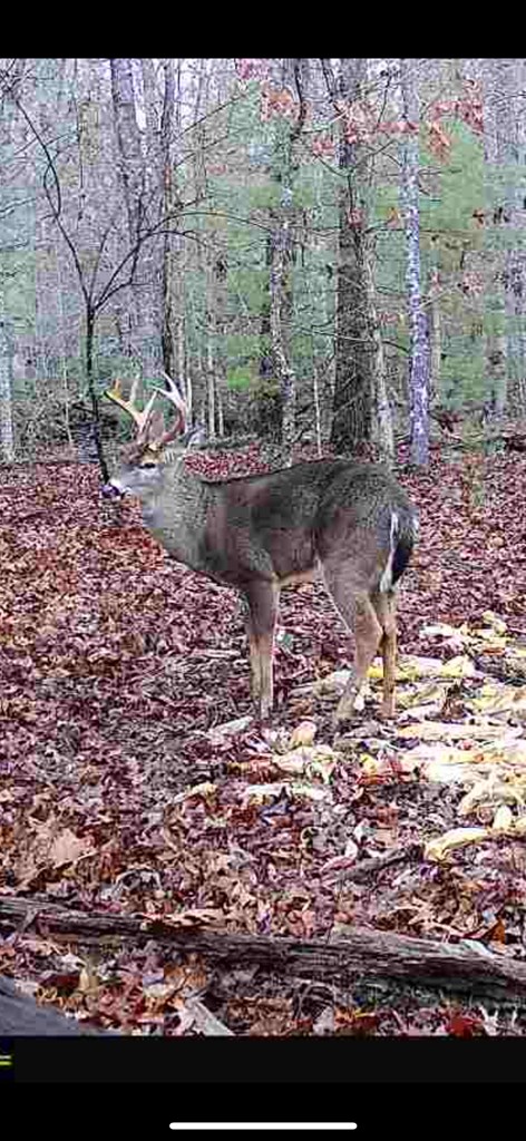 0 Culberson Road Murphy, NC 28906 - Photo 8 of 11