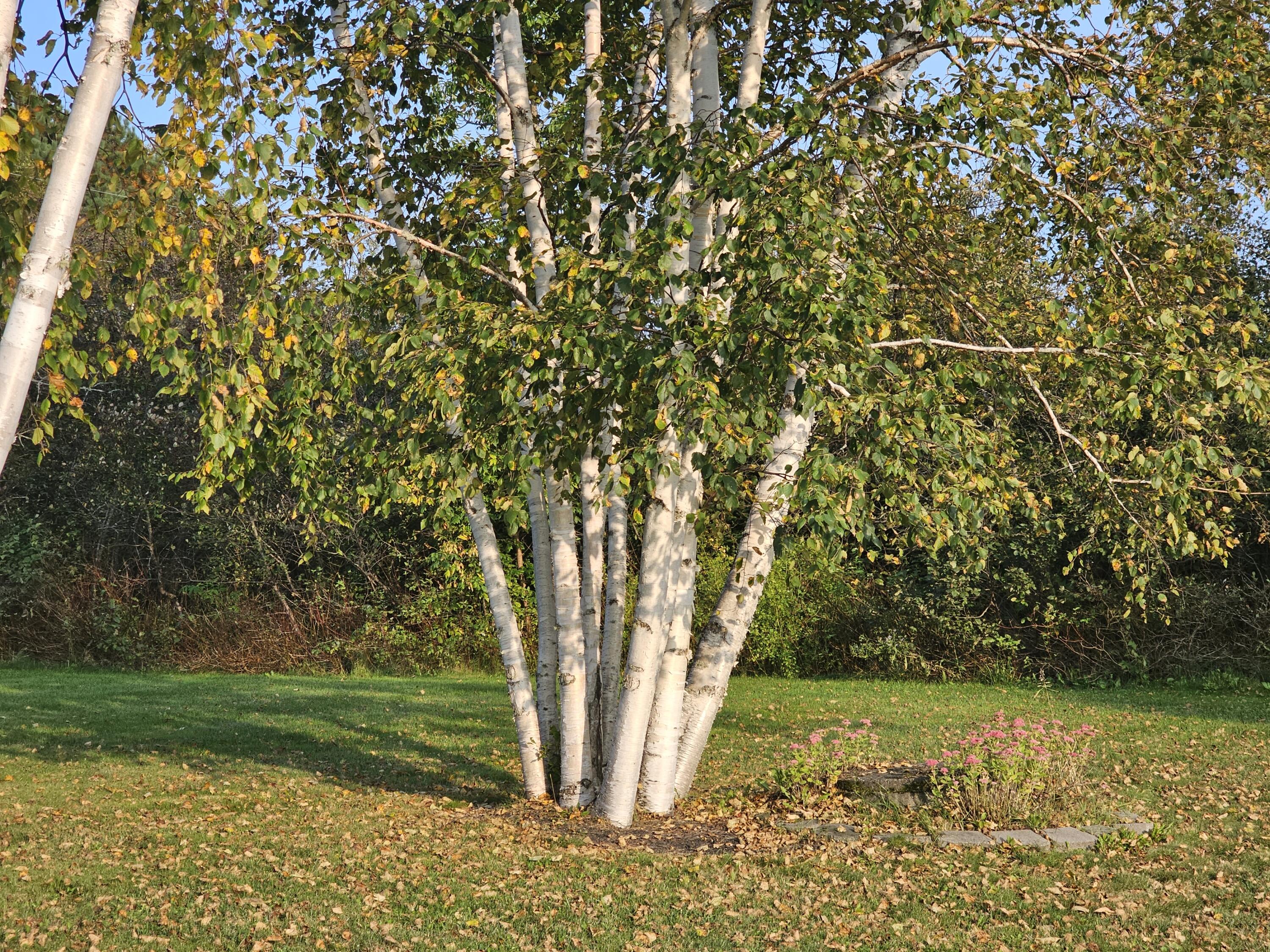 1767 Sly Brook Road Eagle Lake, ME 04739 - Photo 10 of 64 20230924_171300