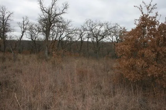 a view of forest with trees