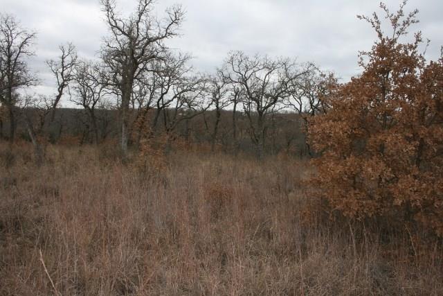 D69 Hensley Road Gordon, TX 76453 - Photo 22 of 34 a view of a forest with a tree