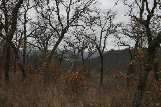 a view of a forest with large trees