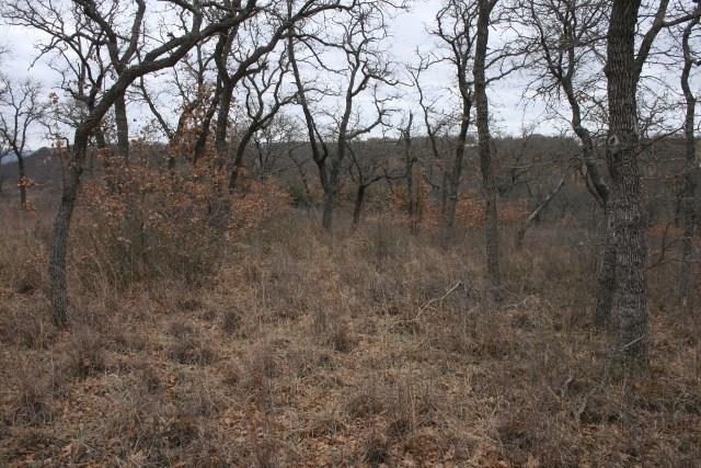 D69 Hensley Road Gordon, TX 76453 - Photo 25 of 34 a view of forest with trees