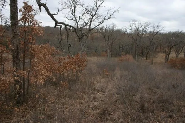 a view of a forest with lots of trees